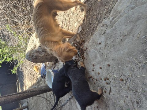 Sevimli köpekler sıcak bir yuva arıyor
