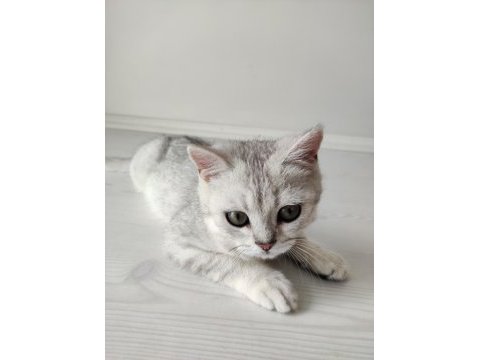 5 aylık yavru british shorthair