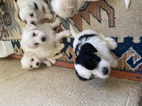 Minik canlar maltese