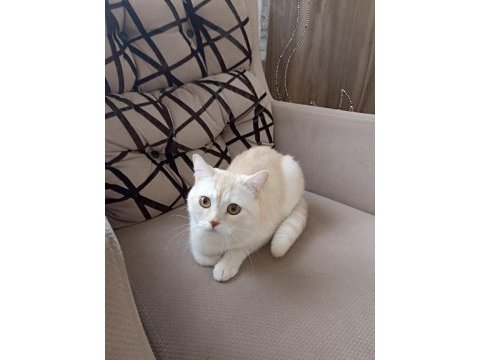 Patron terk edildi ona aile arıyorum tekir