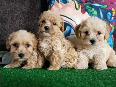 Maltipoo köpeği yavrularımız