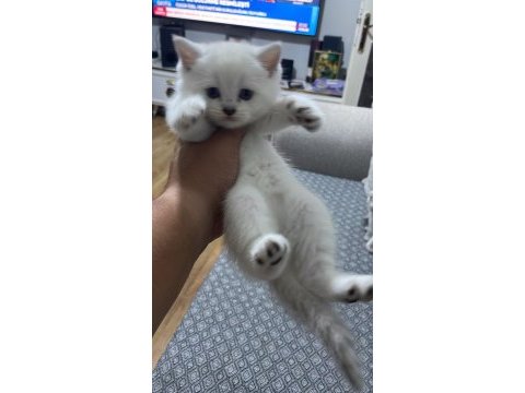 British shorthair silver
