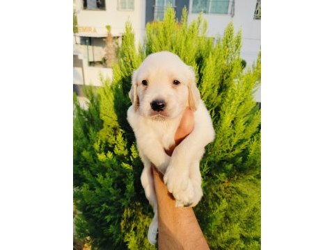 Golden retriever yavru köpeklerimiz