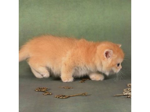 Manken gibi golden british shorthair 