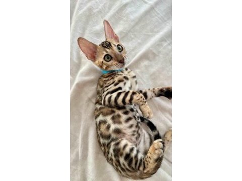Bengal kedisi yavruları