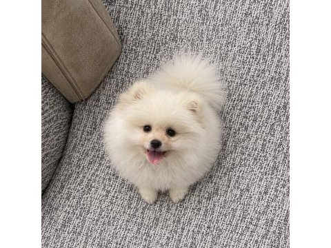 Oyun cambazı pomeranian köpeğim