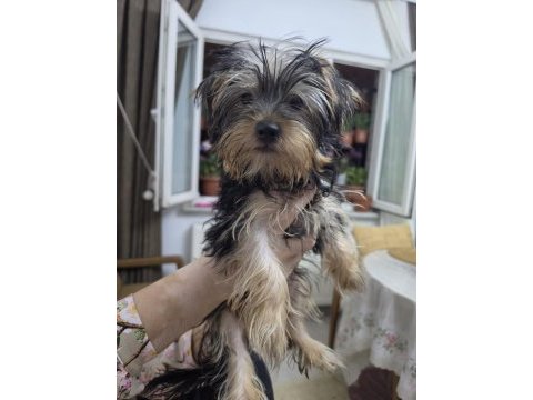 3 aylık safkan yorkshire terrier bebekler