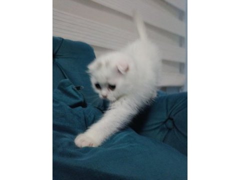 Scottish fold iki aylık mama ve kum eğitimi var