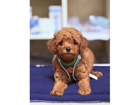 En güzel poodle bebeklerimiz sizlerle