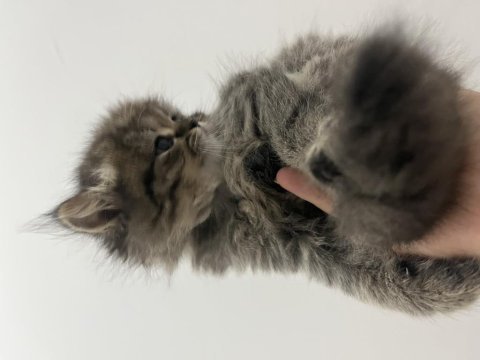 2 aylık british longhair yavru