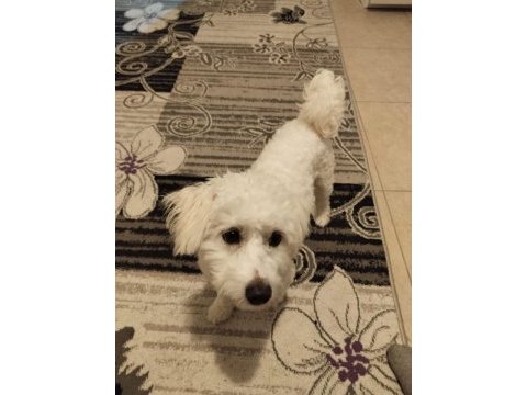 14 aylık eğitimli maltese terrier ölü fiyatta