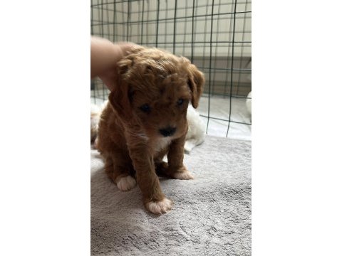 Toy poodle