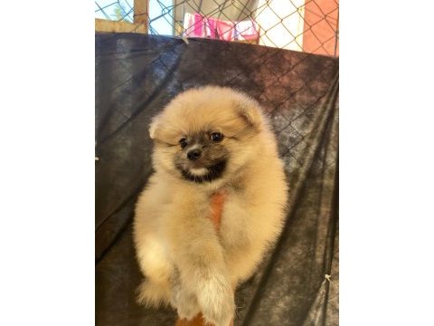 Pomeranian dişi