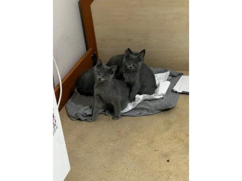 Koca kafa british shorthair bebeklerimiz