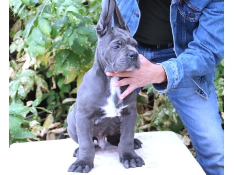 Fcı-kıf secereli safkan cane corso yavrular