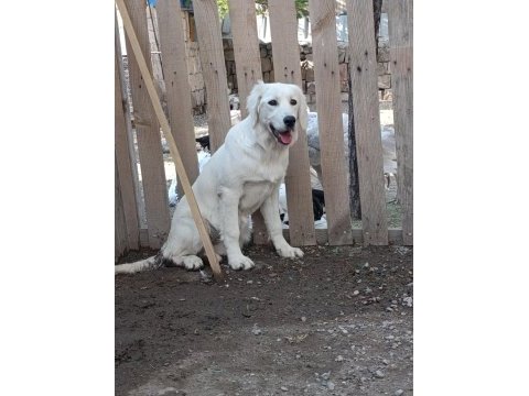Orjinal safkan white golden retriever