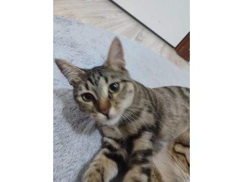 Tekir kedimiz 2 yaşında