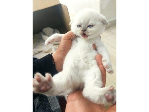 Blue point scottish fold