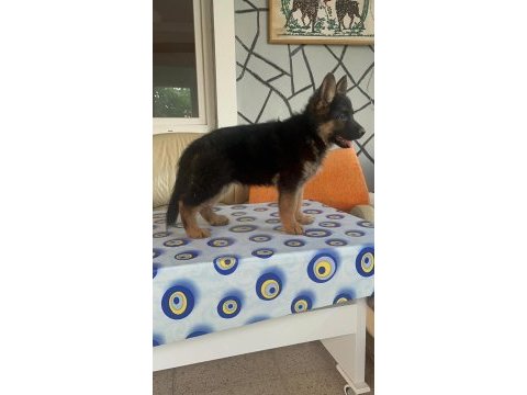 Dişi erkek mevcut alman kurdu