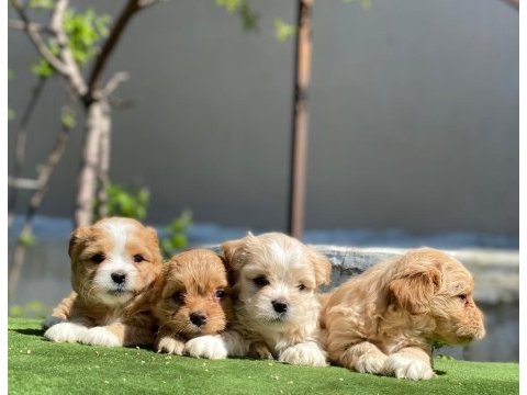 Yasal ruhsatlı çiftlikden maltipoo yavrularımız