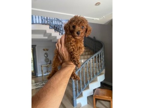 Red brown toy poodle yavrular