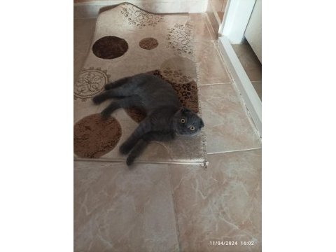 Satılık 5 aylık scottish fold