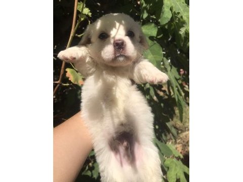 Terrier maltese- albino rus finosu melezleri