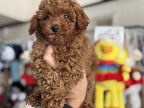 Ankaranın en elit toy poodle yavruları