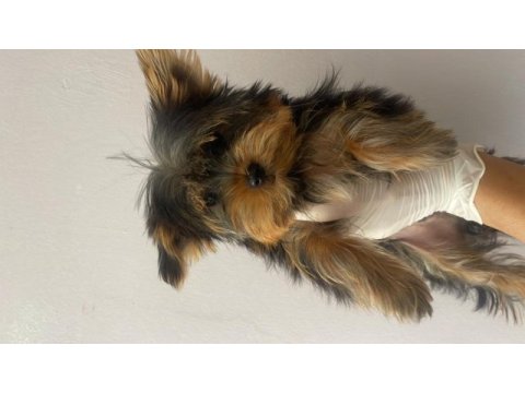 (a) kalite ırk güzeli yorkshire terrier