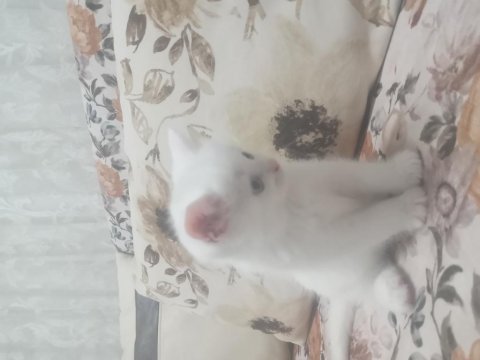 Orjinal şecereli british shorthair