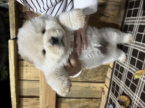 Türkiyenin en büyük chow chow çiftliğinden