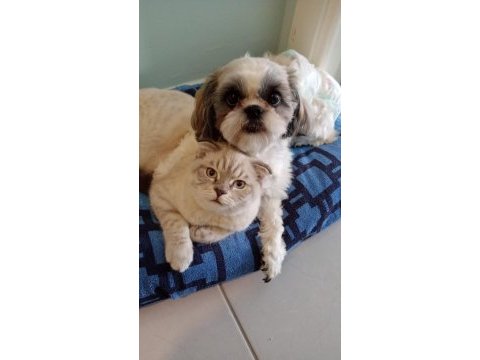 Irkım shih tzu çok uslu bir kızım