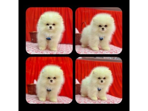 Orjinal pomeranian boo yavrularımız