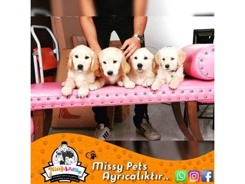 Golden retriever baby face safkan