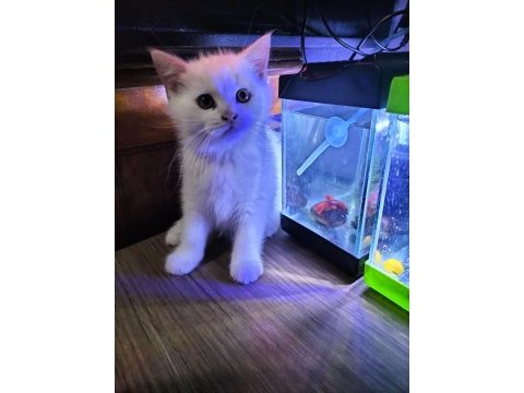 Dişi ve erkek british shorthair yavrular yer ısparta merkez