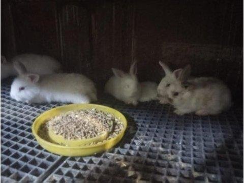 Yavru tavşanlar yeni sahiplerini arıyorlar