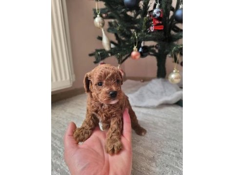 Safkan toy poodle erkek yavru sevecen, zeki ve oyncu dost