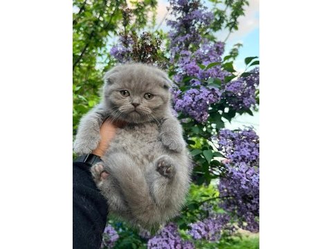 Scottish fold yavrularımız