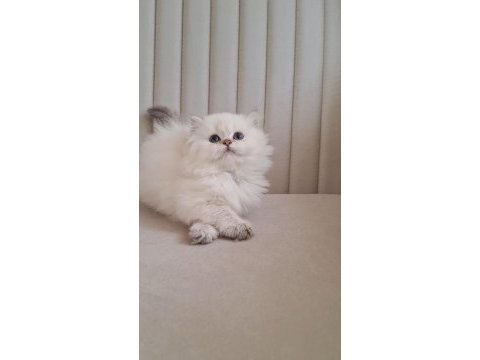 Silver point british longhair dişi ve erkek kardeşler