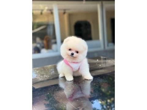 Sağlık ve ırk garantili pomeranian boo