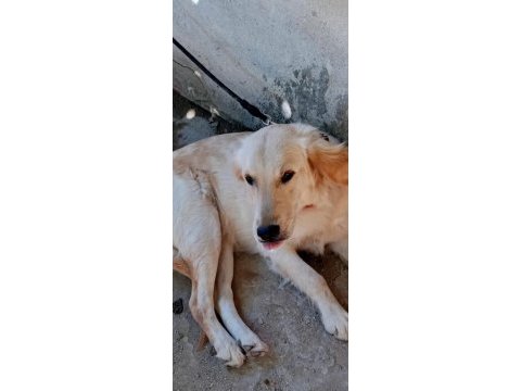 Golden 8 aylık