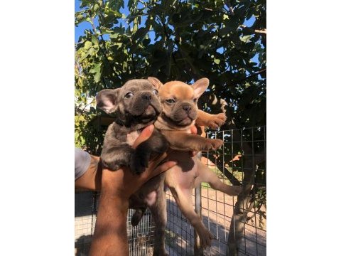French bulldog bebeklerimiz yeni yuvalarını arıyor