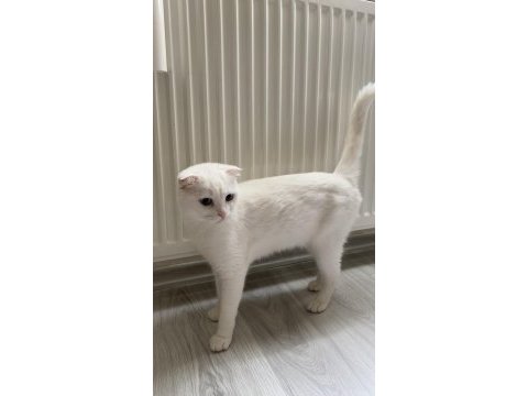 2 yaşında sevecen kedimiz