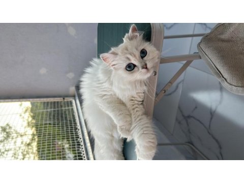 British longhair silver point mavi göz