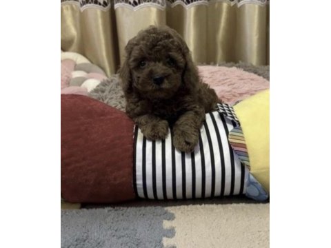 Toy poodle köpeğimiz