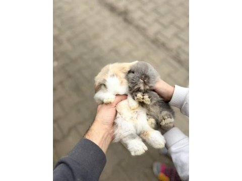 Hollanda lop tavşanı yavrular her yere gönderim