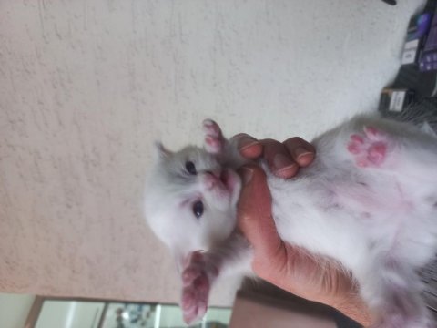 1,5 aylık siyam albino hem nadir hem genetik olarak nadir