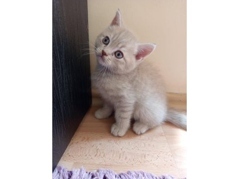 2 aylık british bebek kedilerimiz