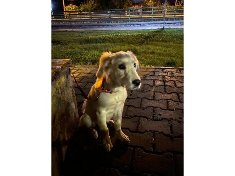 3 aylık dişi golden retriever