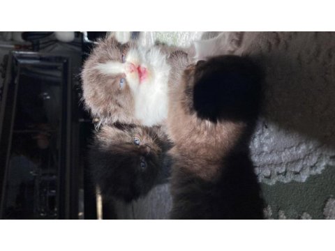 British longhair british shorthair yavru kediler